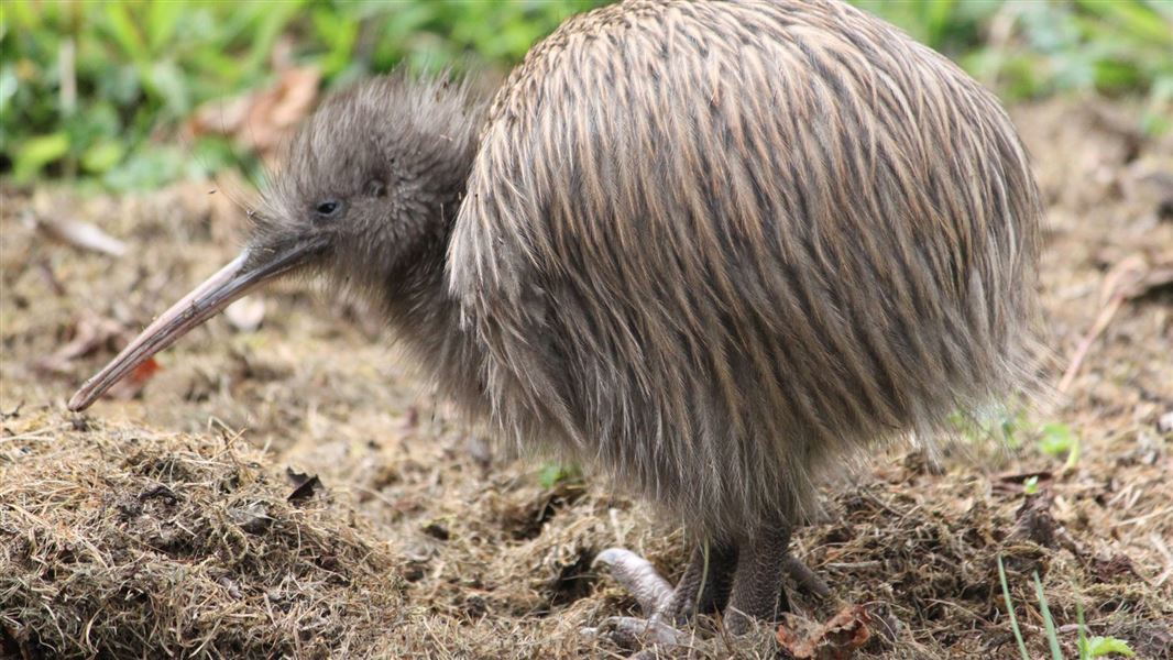 Kiwi Bird